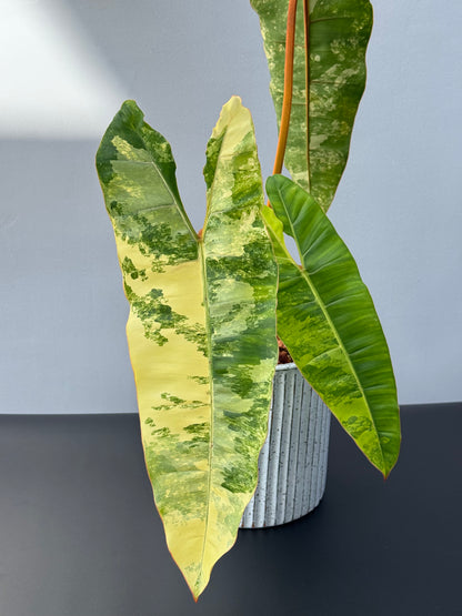 Philodendron Billietiae Variegated