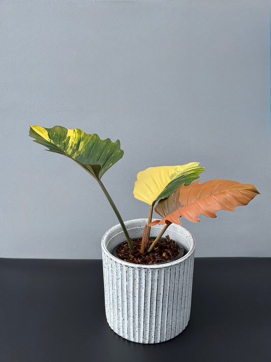 Philodendron Caramel Marble