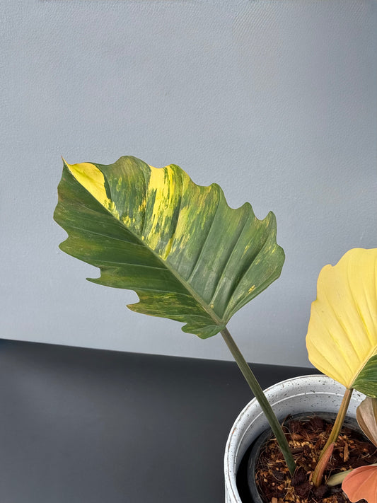 Philodendron Caramel Marble