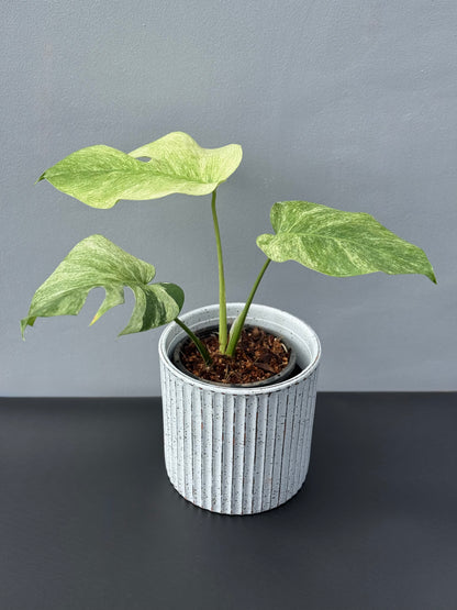 Monstera Jungle Mint