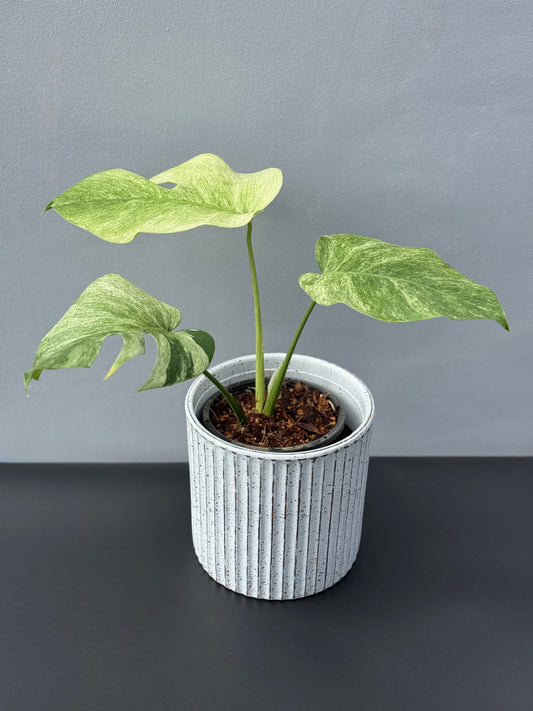 Monstera Jungle Mint