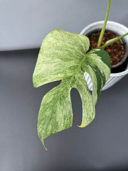 Monstera Jungle Mint