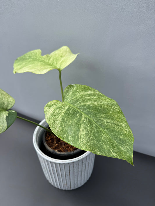 Monstera Jungle Mint