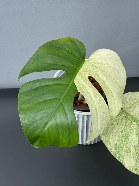 Monstera Jungle Mint