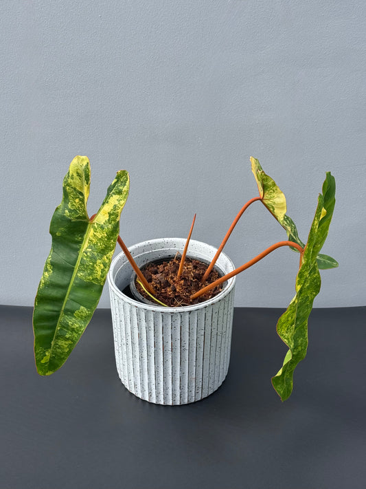 Philodendron Billietiae Variegated