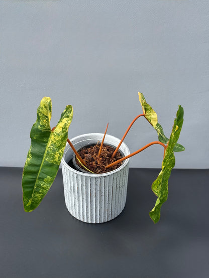 Philodendron Billietiae Variegated