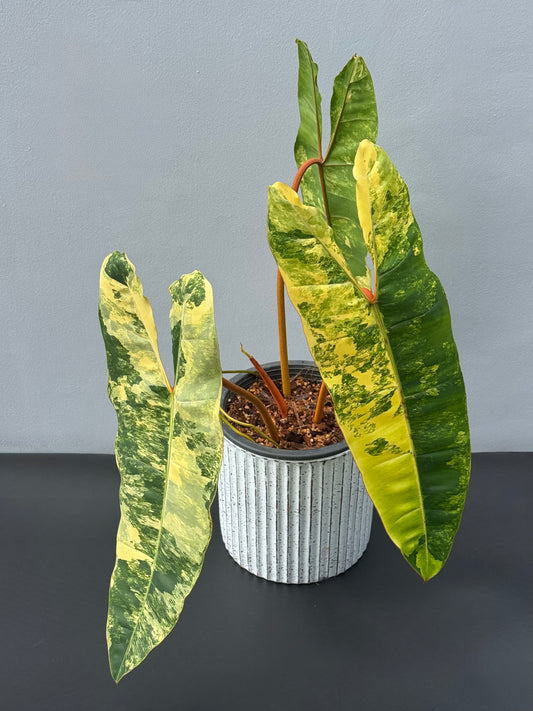 Philodendron Billietiae Variegated