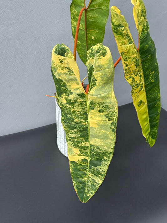 Philodendron Billietiae Variegated