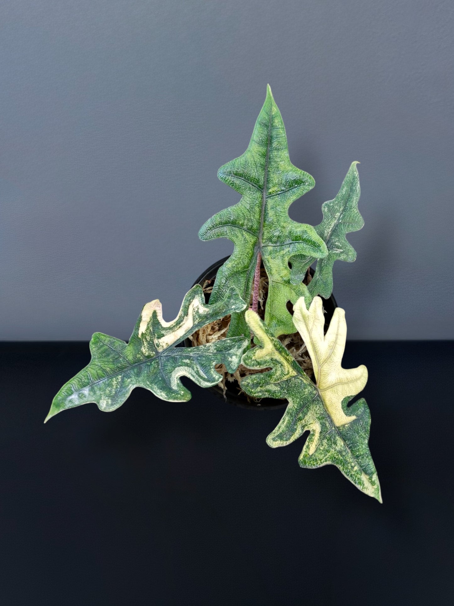 Alocasia Jacklyn Aurea Variegated