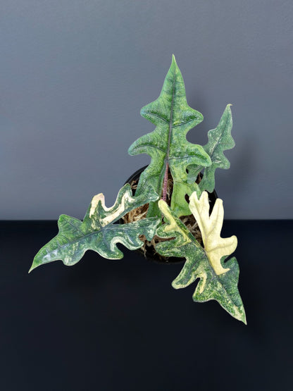 Alocasia Jacklyn Aurea Variegated
