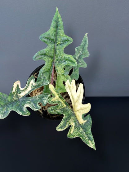 Alocasia Jacklyn Aurea Variegated