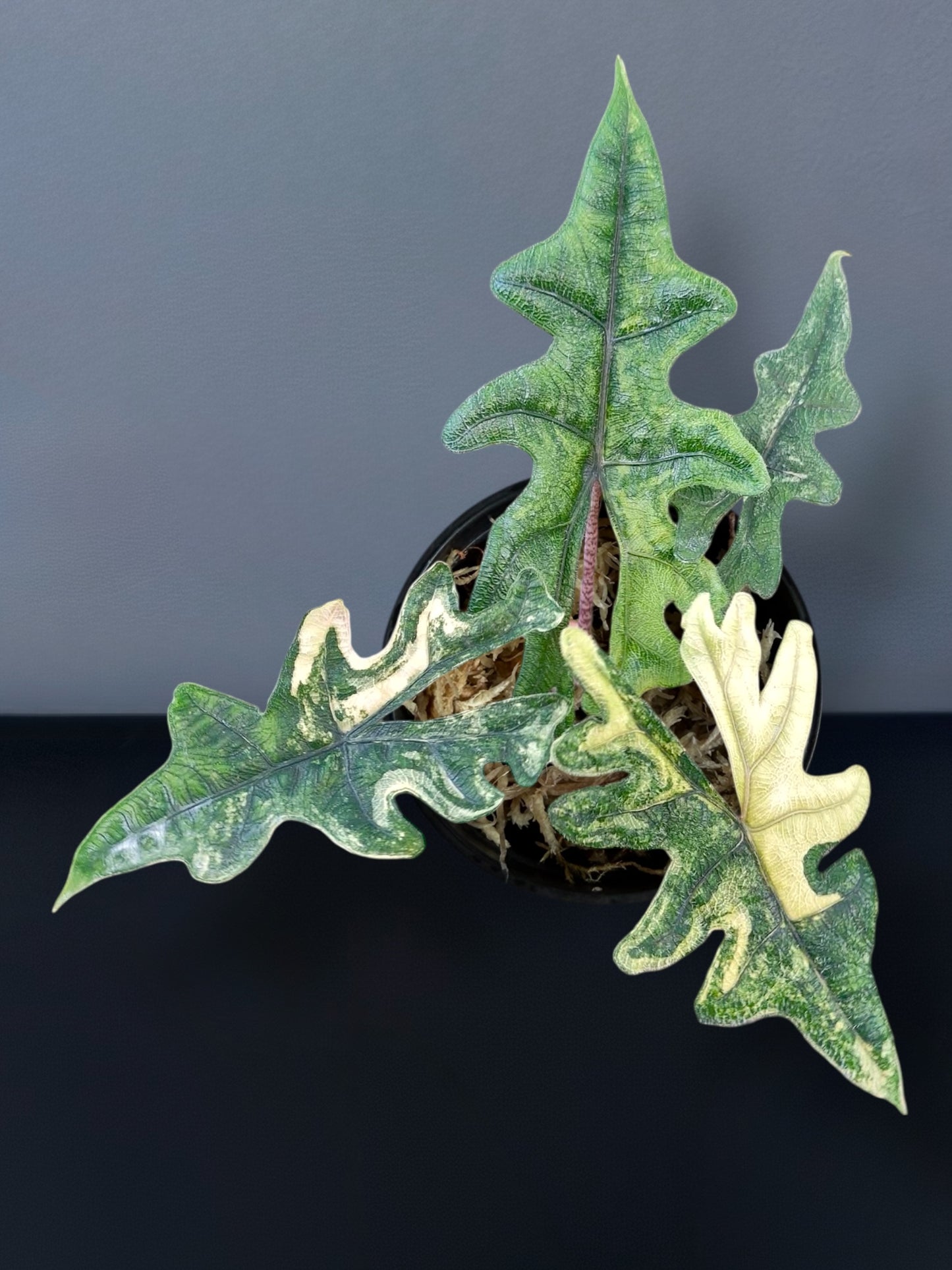 Alocasia Jacklyn Aurea Variegated