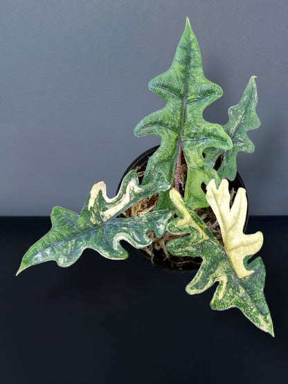 Alocasia Jacklyn Aurea Variegated