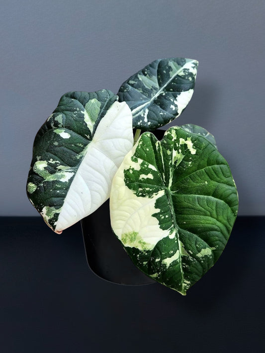 Alocasia Maharani Albo Variegated