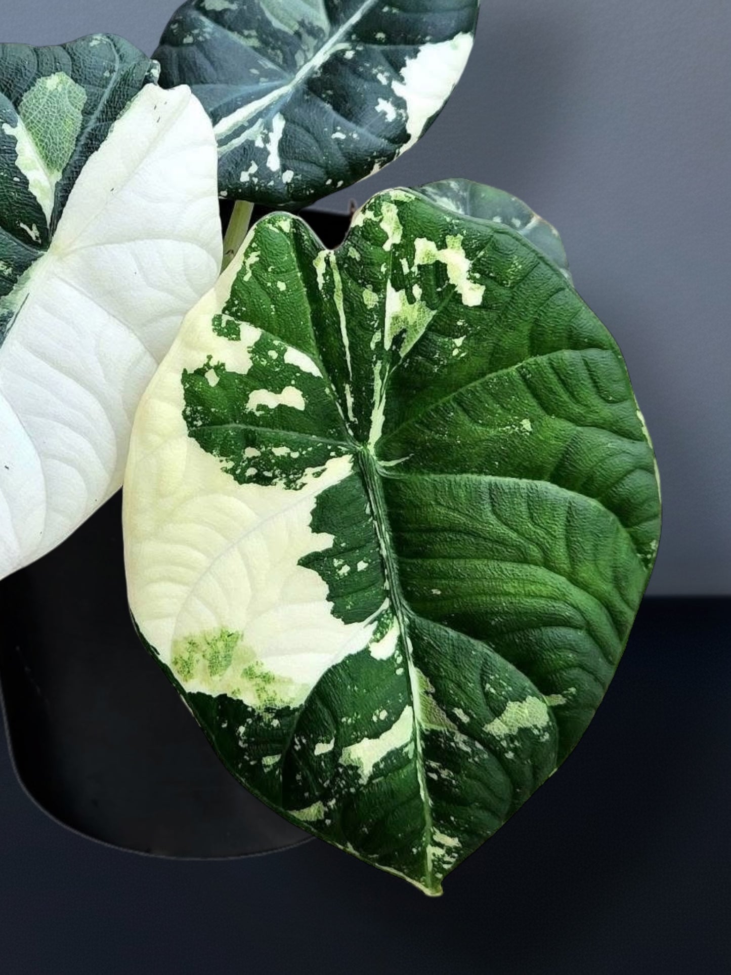 Alocasia Maharani Albo Variegated