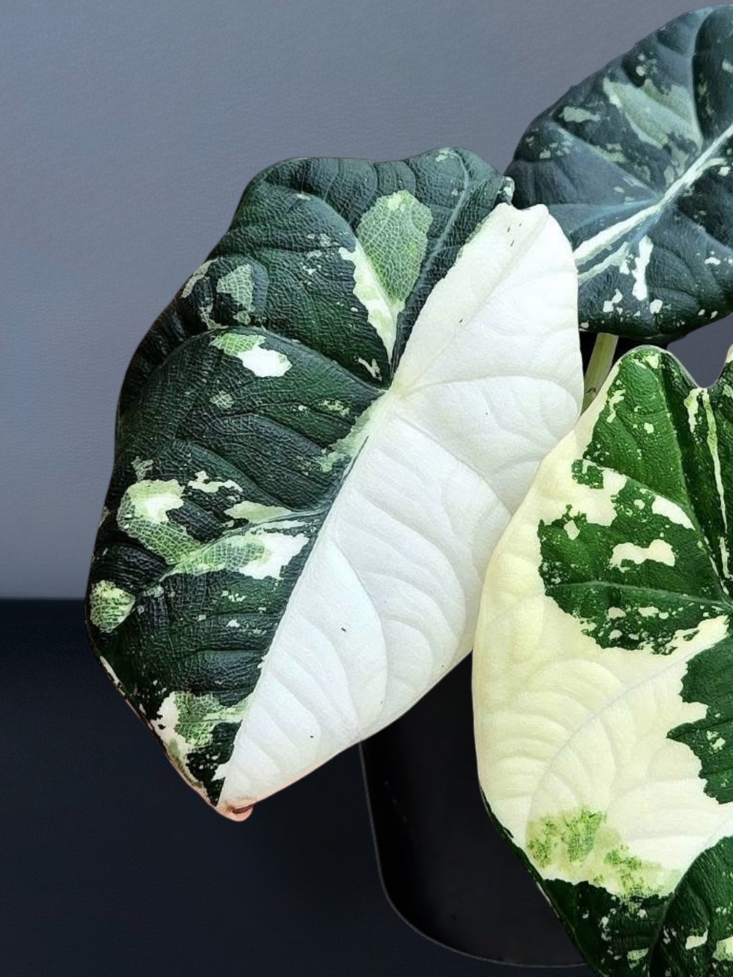 Alocasia Maharani Albo Variegated