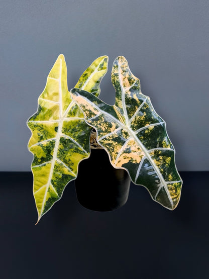 Alocasia Sanderiana Aurea Variegated