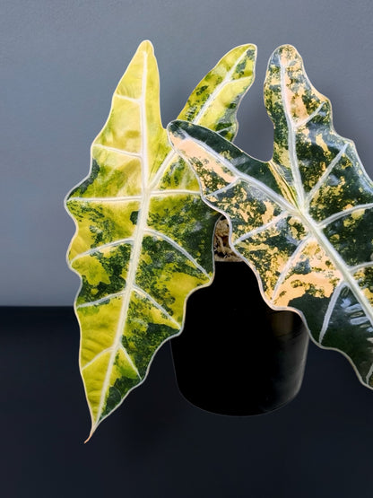 Alocasia Sanderiana Aurea Variegated
