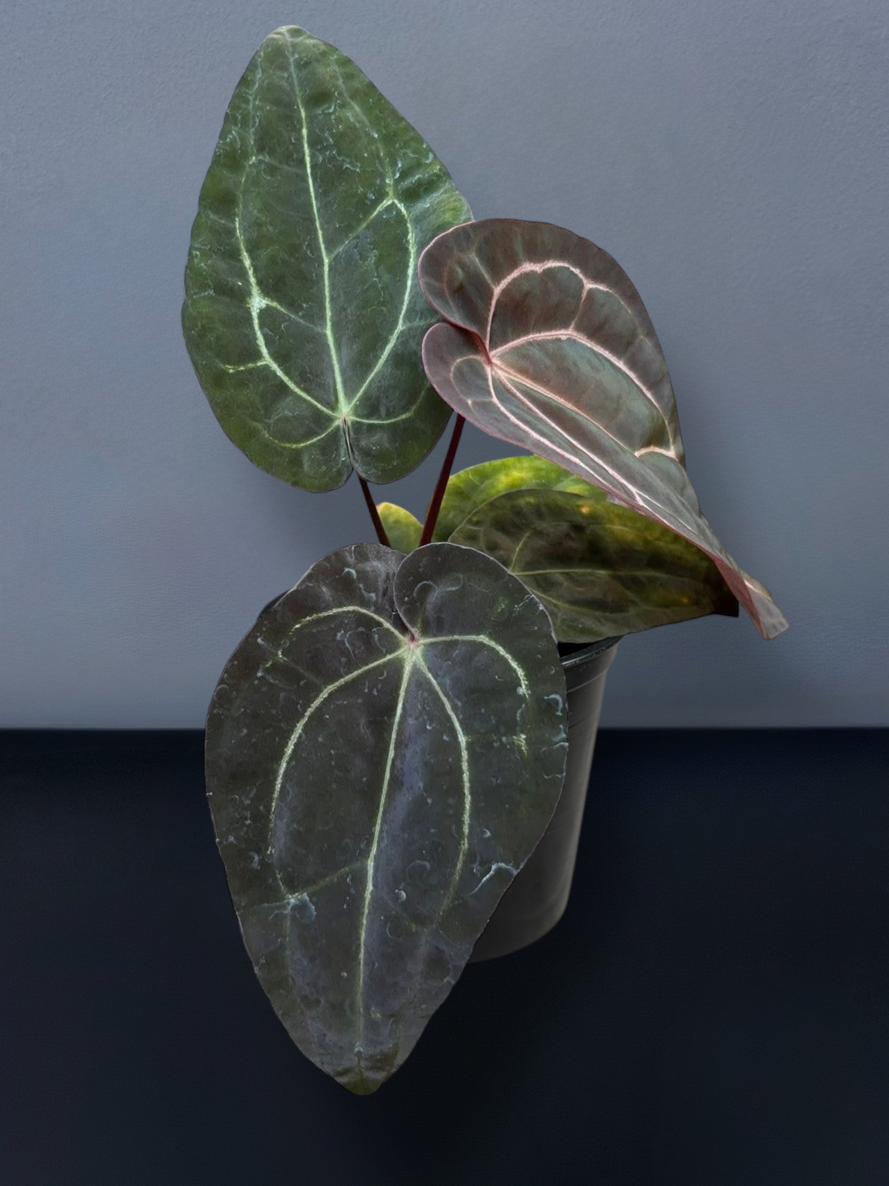 Anthurium Carlablackiae x Ace of Spades – Siamplantes
