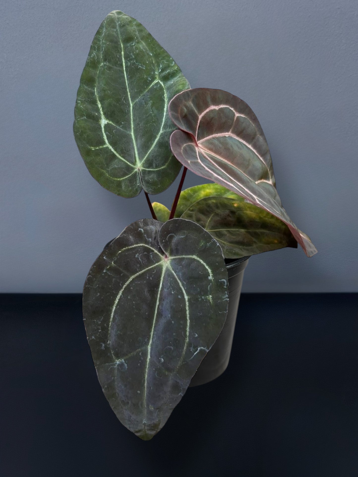 Anthurium Carlablackiae x Ace of Spades
