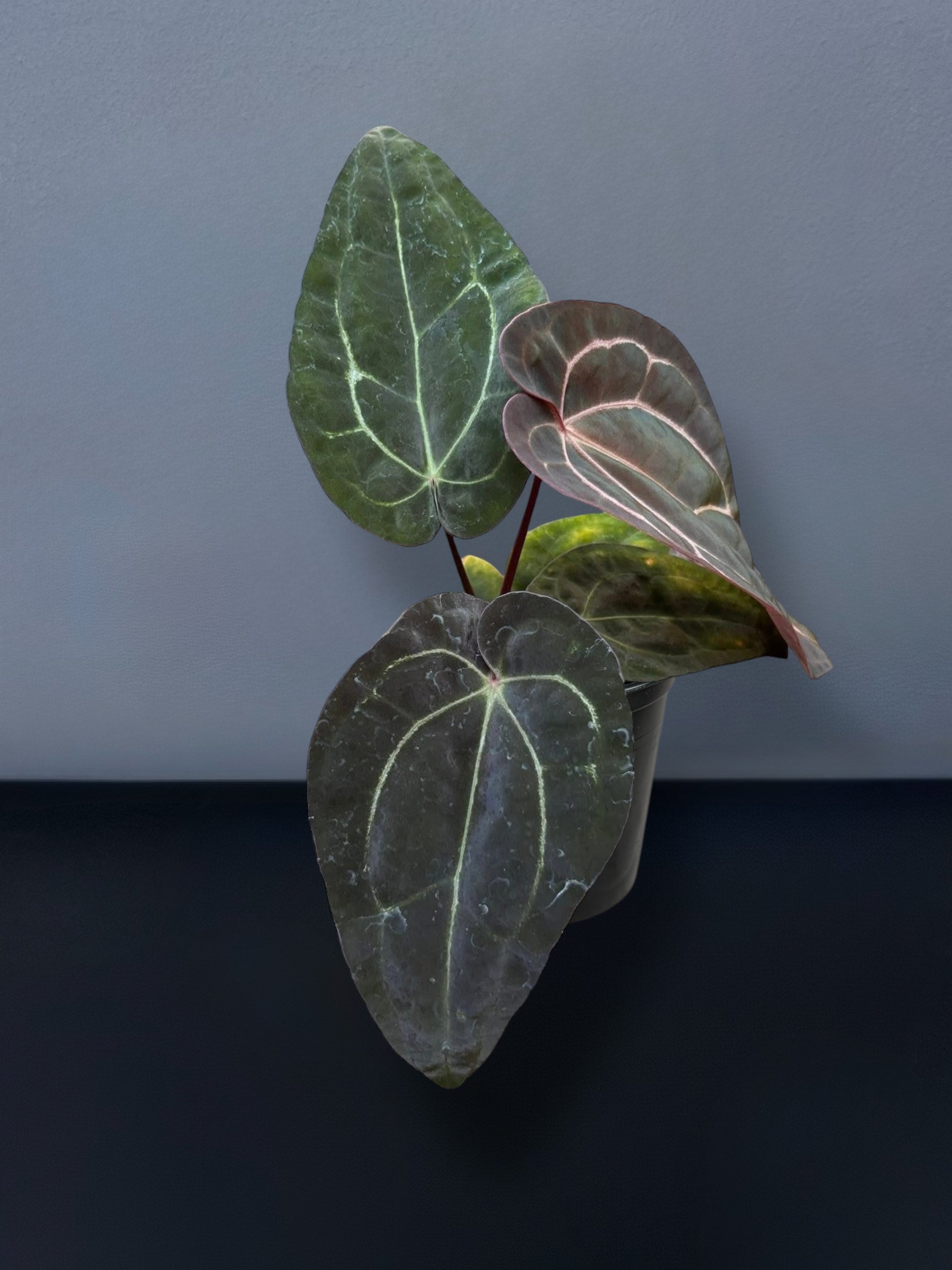 Anthurium Carlablackiae x Ace of Spades – Siamplantes