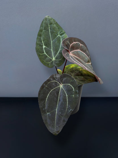Anthurium Carlablackiae x Ace of Spades