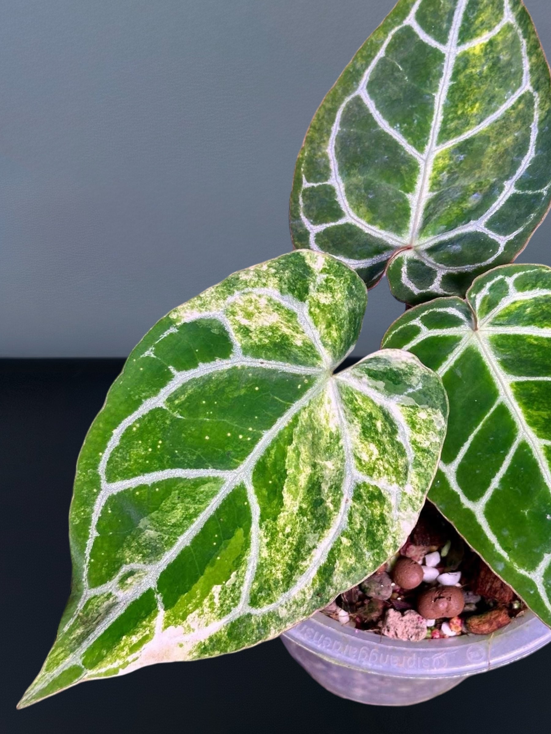 の*ら様 【斑入り!!】 Anthurium Crystallinum Secret Bazaar | _ 『 Anthurium (RC x KOS) x (RC x Dorayaki