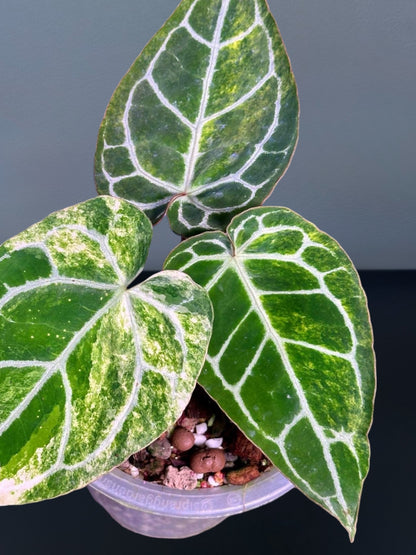 Anthurium Crystallinum Variegated
