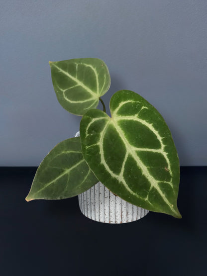 Anthurium Magnificum x Crystal hope