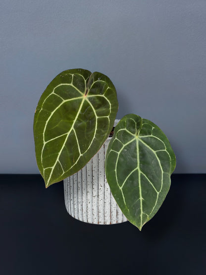 Anthurium (Michelle x Zara) x Papillilaminum Variegated