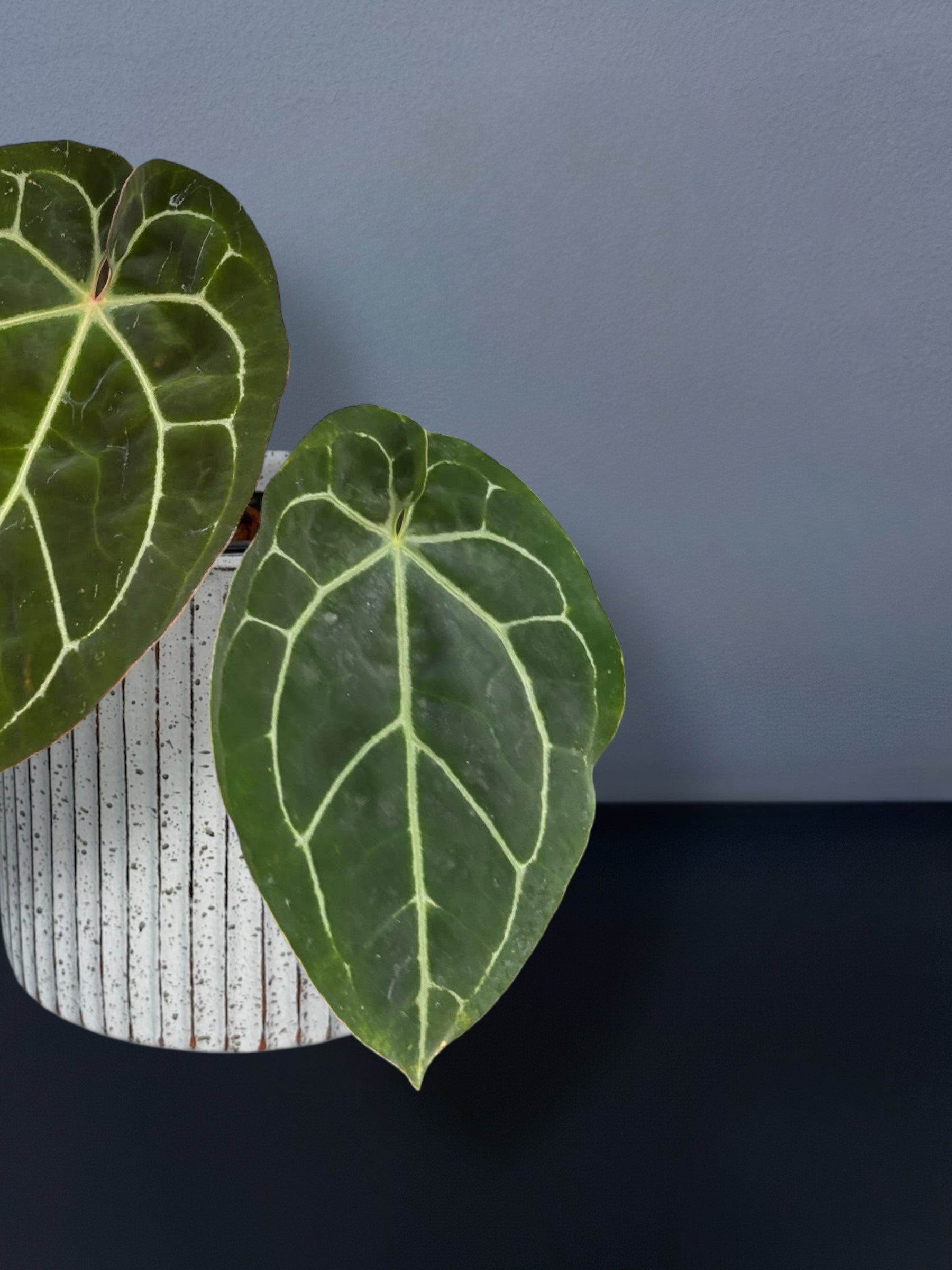 Anthurium (Michelle x Zara) x Papillilaminum Variegated – Siamplantes
