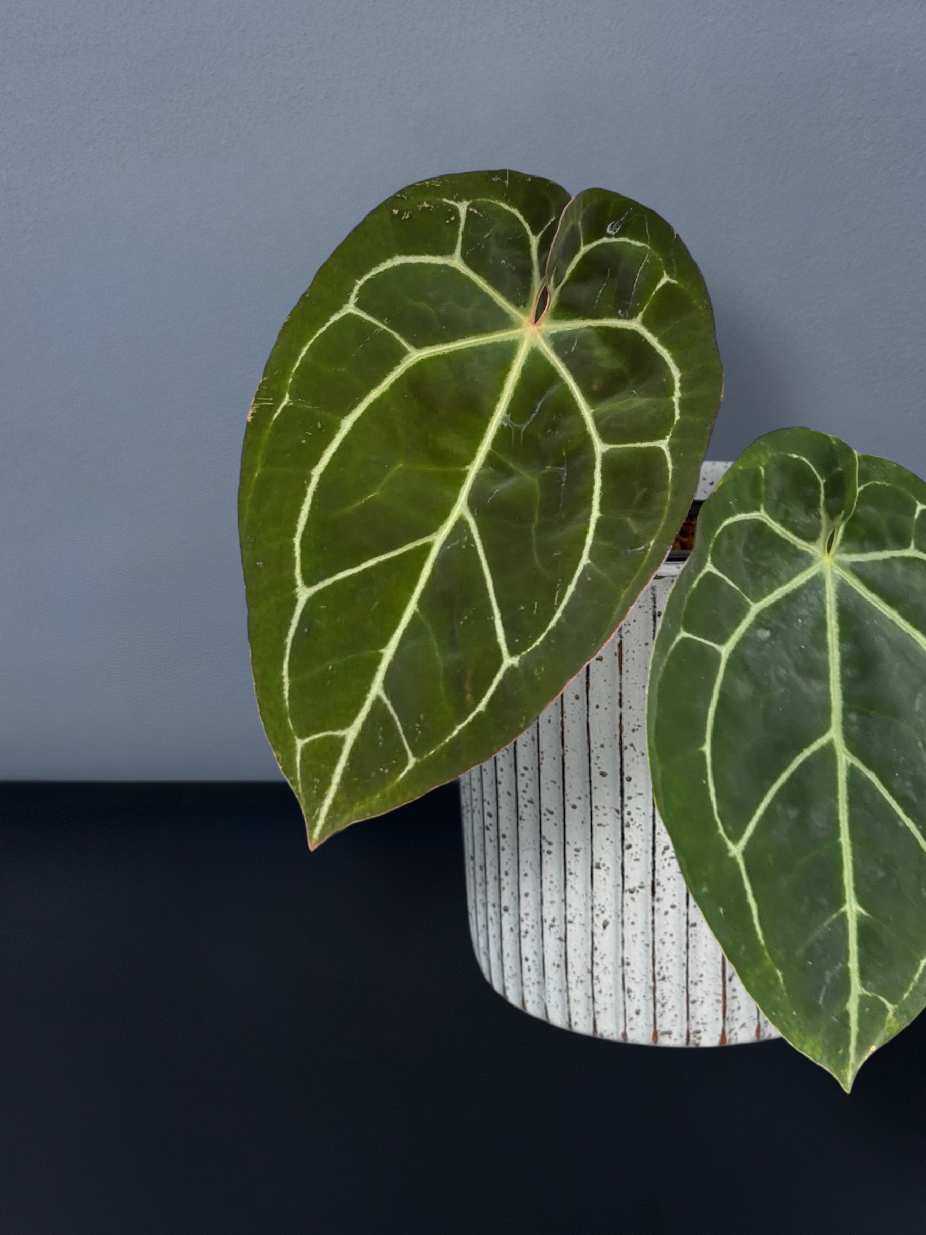 Anthurium (Michelle x Zara) x Papillilaminum Variegated – Siamplantes