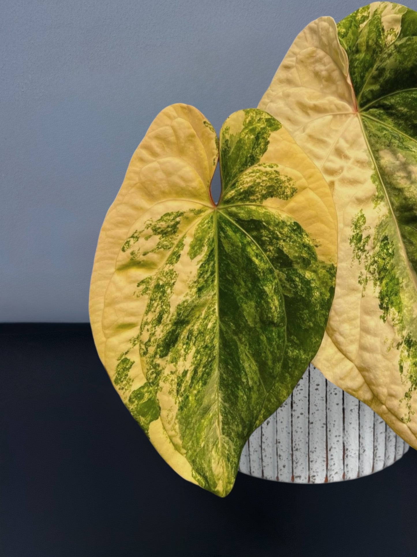 Anthurium Papillilaminum Variegated