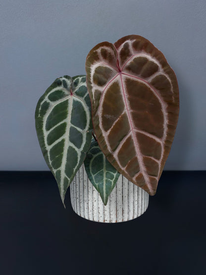 Anthurium (SKG x Red Crystallinum) x Red Crystallinum
