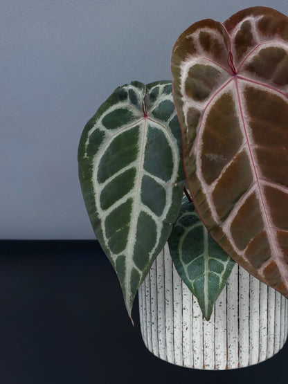 Anthurium (SKG x Red Crystallinum) x Red Crystallinum