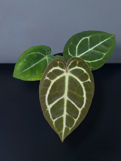 Anthurium (Zara x Michelle) x Red Vein Dark Phoenix