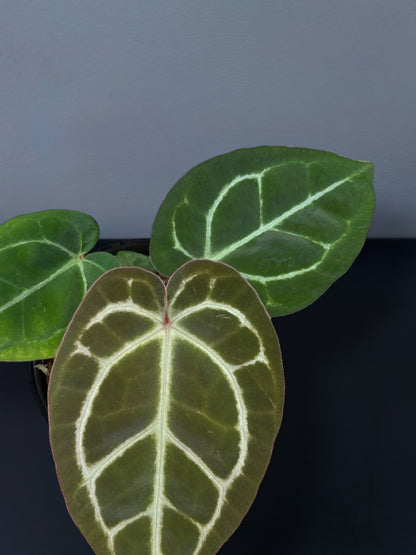 Anthurium (Zara x Michelle) x Red Vein Dark Phoenix