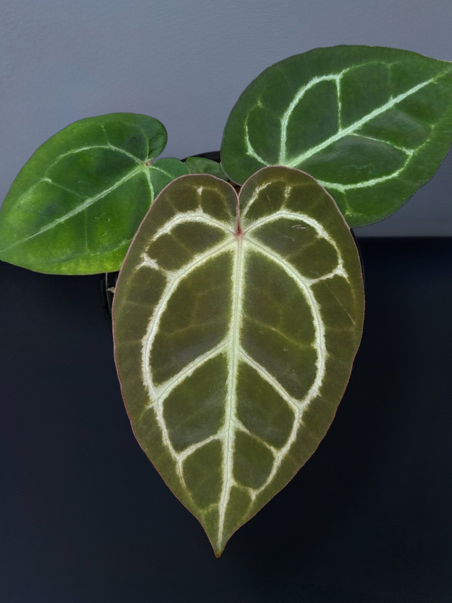 Anthurium (Zara x Michelle) x Red Vein Dark Phoenix