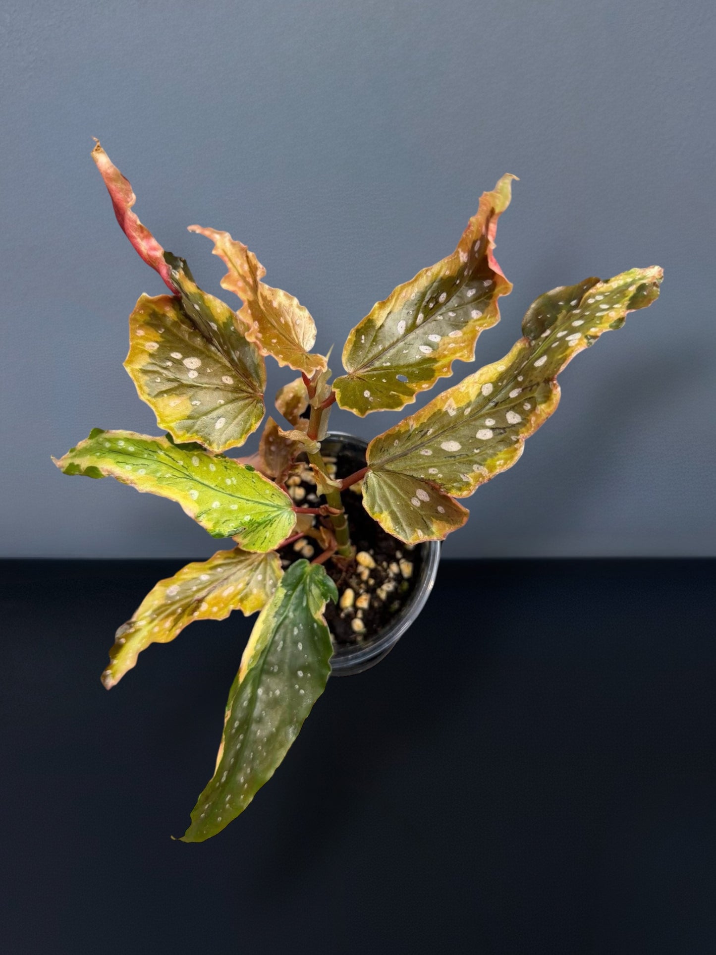 Begonia Dainty Spray Sport Variegated