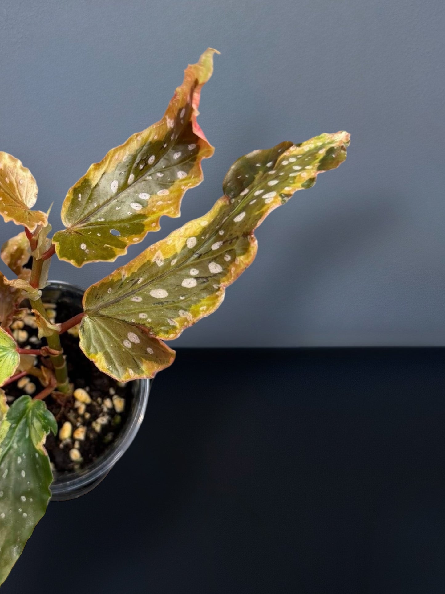 Begonia Dainty Spray Sport Variegated