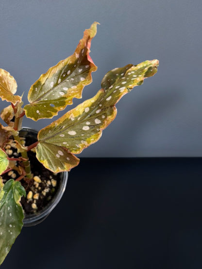 Begonia Dainty Spray Sport Variegated