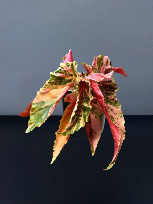 Begonia Ginny Galaxy Variegated