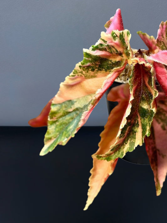 Begonia Ginny Galaxy Variegated