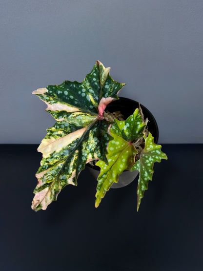 Begonia Izumo no Kiraboshi Variegated