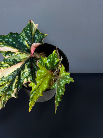Begonia Izumo no Kiraboshi Variegated