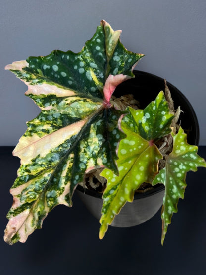 Begonia Izumo no Kiraboshi Variegated
