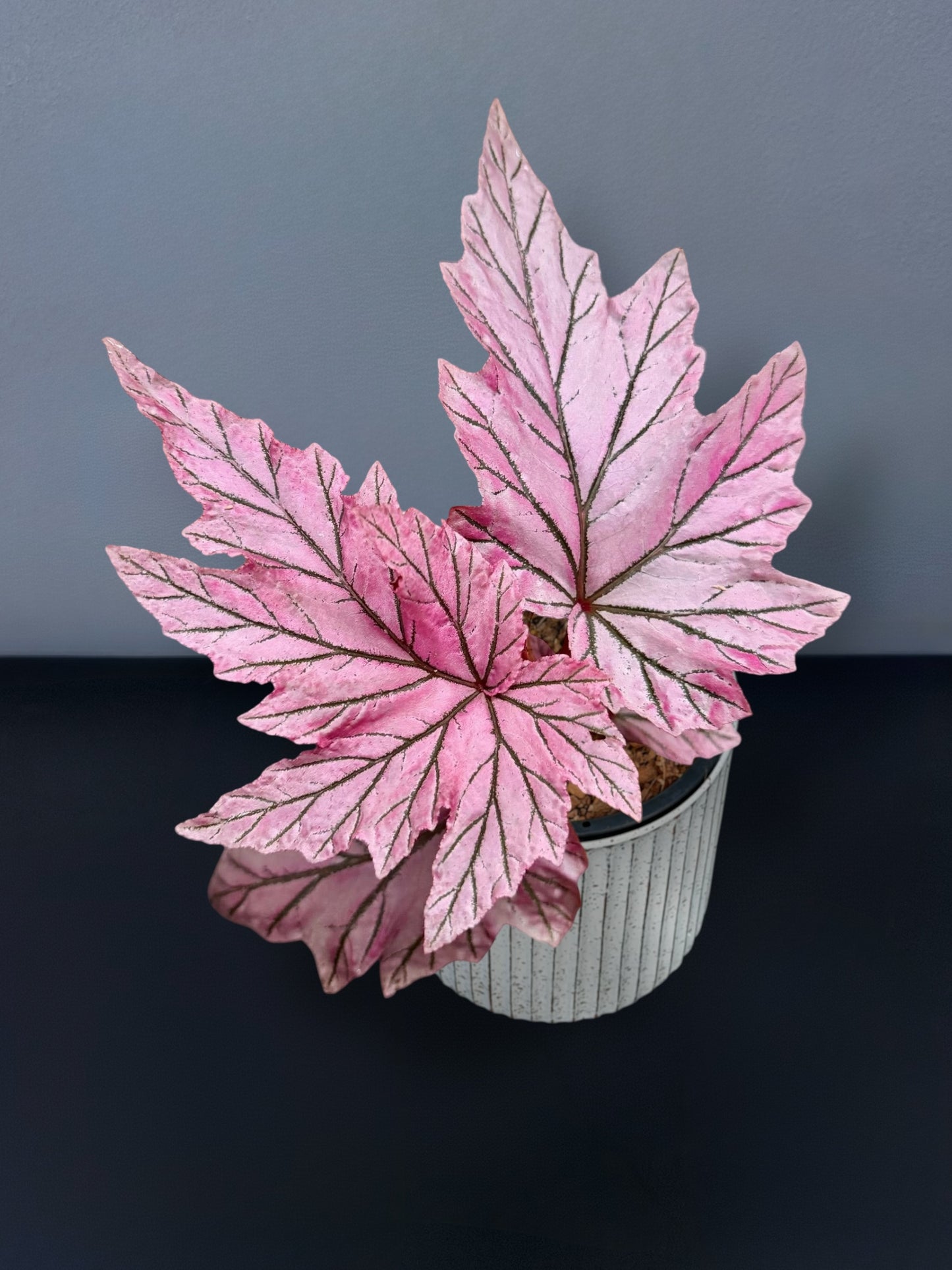 Begonia Lamoon Variegated