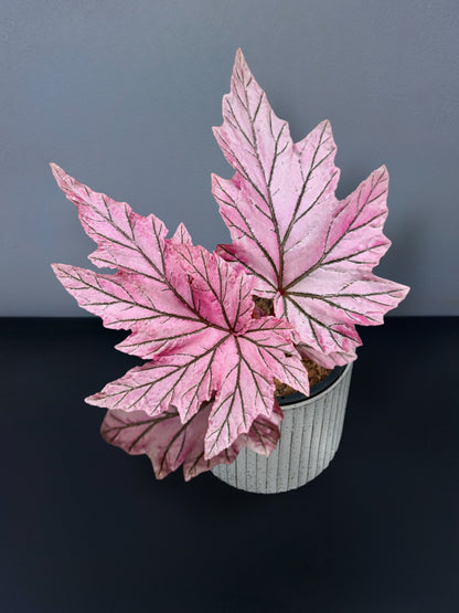 Begonia Lamoon Variegated