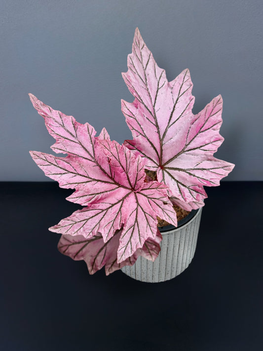 Begonia Lamoon Variegated