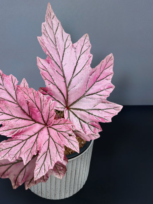 Begonia Lamoon Variegated